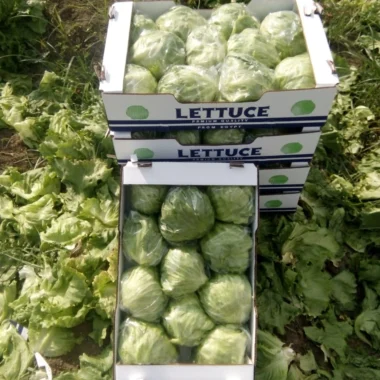 DYEP6748 - Copy copy