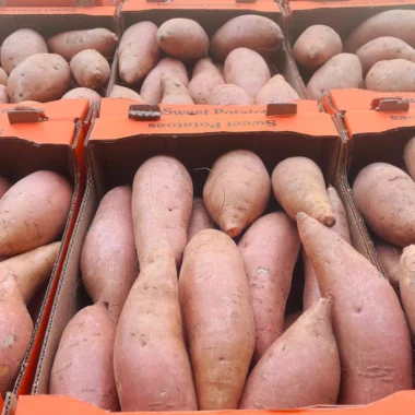 IMG-20231128-WA0117 copy