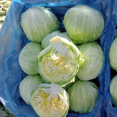 IMG-20240129-WA0001 copy