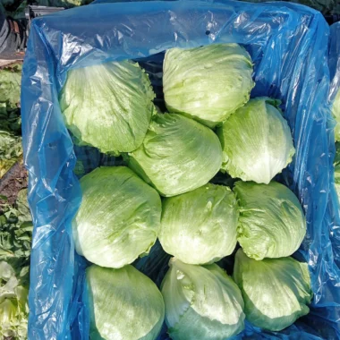 IMG-20240129-WA0009 copy