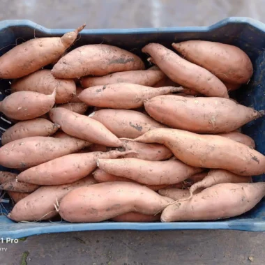 KKNY2030 - Copy copy