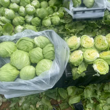 WhatsApp Image 2023-10-09 at 21.20.18_6bd07061 copy