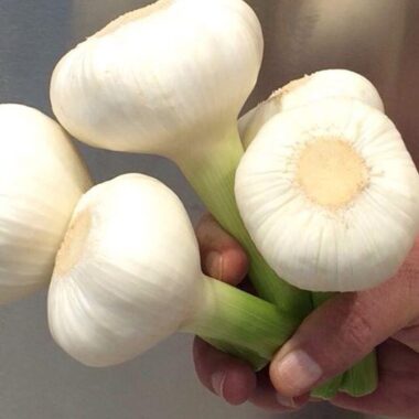 WhatsApp Image 2020-02-25 at 12.27.56 PM