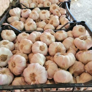 WhatsApp Image 2020-02-25 at 12.31.05 PM