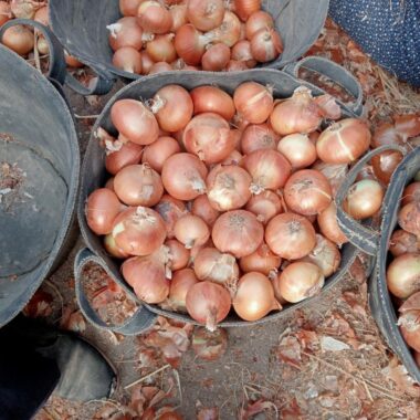 WhatsApp Image 2024-04-24 at 11.42.55 AM