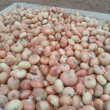 WhatsApp Image 2024-04-24 at 11.42.56 AM