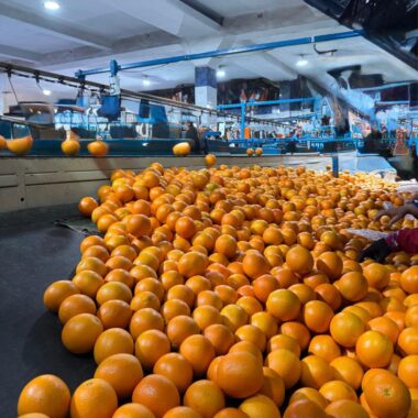 WhatsApp Image 2025-05-17 at 12.41.16_278bd91a