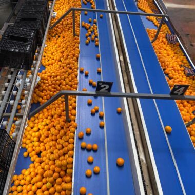 WhatsApp Image 2025-05-17 at 12.41.18_a598e58f