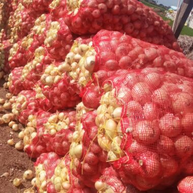 e09ed251-abe4-4e89-abd5-dd4a369f174d